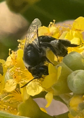 Leioproctus