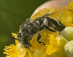 Leioproctus