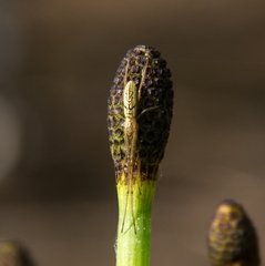 Tetragnatha pinicola