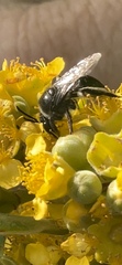 Leioproctus