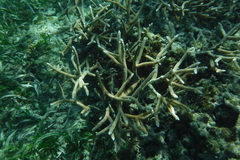 Acropora cervicornis