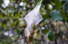 Oecophylla longinoda