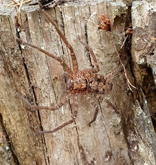 Heteropoda jugulans