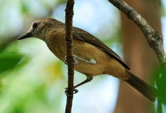 Colluricincla megarhyncha