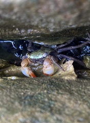 Parasesarma erythodactylum