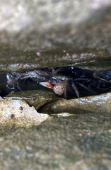 Parasesarma erythodactylum