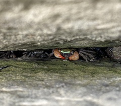 Parasesarma erythodactylum