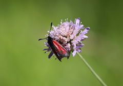 Zygaena minos