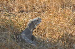Varanus albigularis microstictus