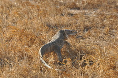 Varanus albigularis microstictus
