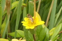 Eristalinus