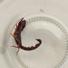 Bothriurus bonariensis