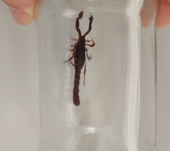 Bothriurus bonariensis