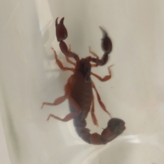 Bothriurus bonariensis