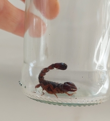 Bothriurus bonariensis