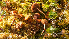 Gymnopilus fulgens