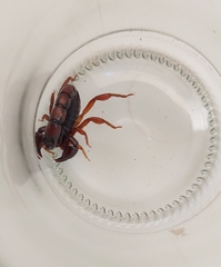 Bothriurus bonariensis