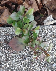 Ceratostigma plumbaginoides