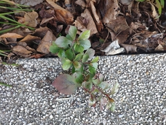 Ceratostigma plumbaginoides