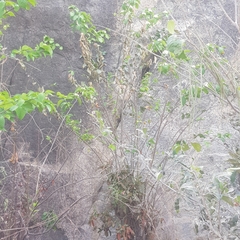 Holarrhena floribunda