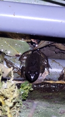 Limnonectes fujianensis