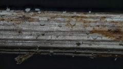 Leotiomycetes
