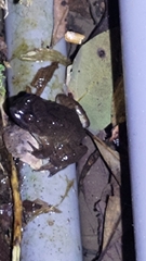 Limnonectes fujianensis