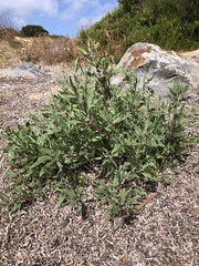 Atriplex australasica