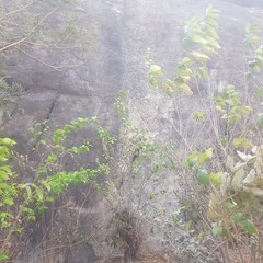 Holarrhena floribunda