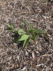 Atriplex australasica