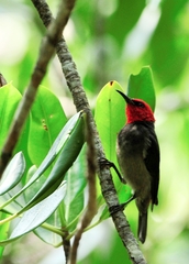 Myzomela erythrocephala