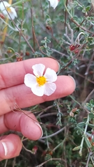 Helianthemum