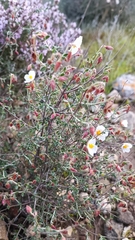 Helianthemum