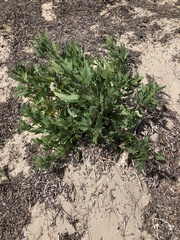 Atriplex australasica
