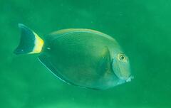 Acanthurus dussumieri