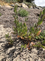 Atriplex australasica