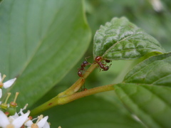 Myrmica