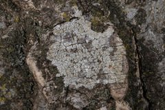 Pertusaria macounii