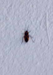 Lygaeus kalmii angustomarginatus