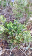 Lavandula