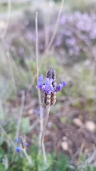 Lavandula