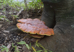 Ganoderma sichuanense