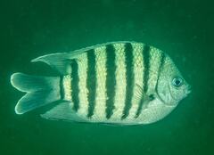 Abudefduf bengalensis