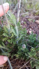 Lavandula