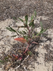 Atriplex australasica