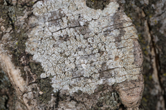 Pertusaria macounii