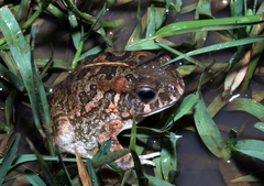 Sclerophrys gutturalis