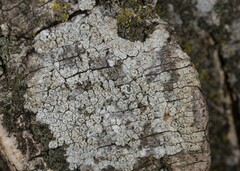 Pertusaria macounii