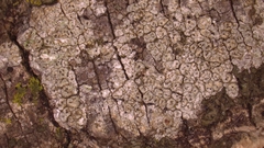 Pertusaria macounii