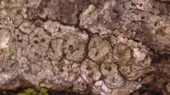 Pertusaria macounii
